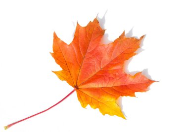 Doku arka planı, desen. Sonbahar renkli akçaağaç yaprakları. Akçaağaç