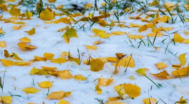 İlk kar, geç sonbahar, sonbahar kar üzerinde bırakır. Kar yağışı
