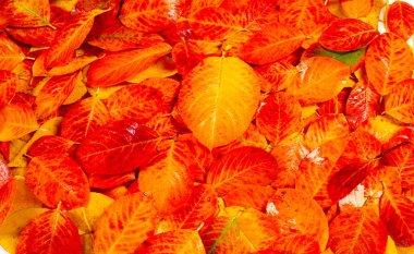 doku, arka plan, desen, sonbahar yaprakları, parlak doymuş co