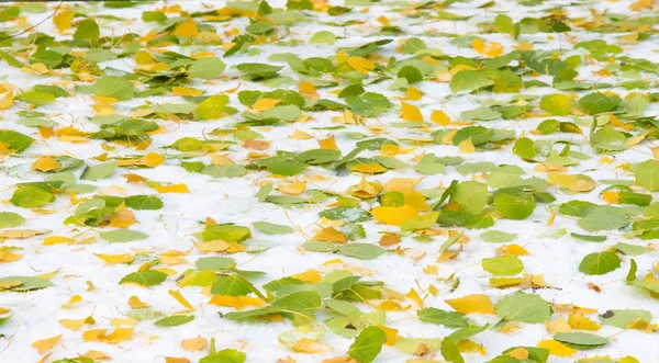 La prima neve, fine autunno, foglie autunnali sulla neve. nevicate — Foto Stock