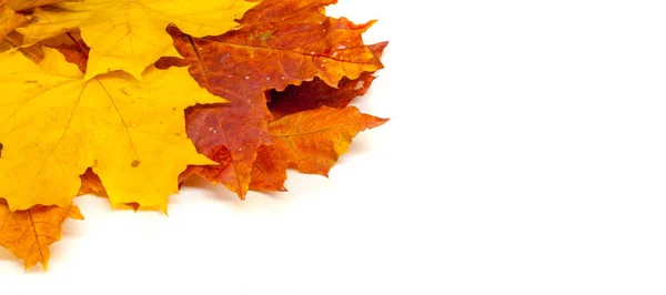 Pintura de outono, folhas de bordo de outono, cores diferentes. Amarelo , — Fotografia de Stock