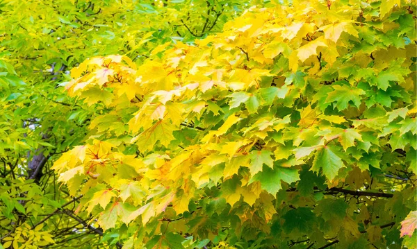 Herfst landschap van fotografie, Maple Tree of struik met Gelobde — Stockfoto