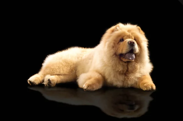 Il Chow Chow è una razza di cane, originario della Cina settentrionale , — Foto Stock