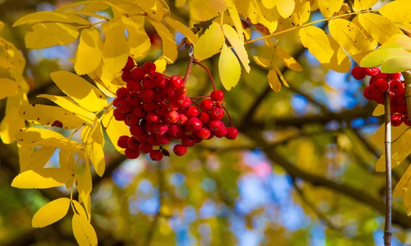 Otoño paisaje fotografía, ceniza de montaña en plena belleza, illum —  Fotos de Stock