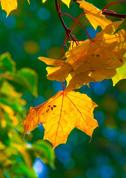 Herbstlandschaft der Fotografie, Ahornbaum oder Strauch mit gelappten — Stockfoto