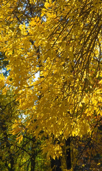 사진, 단풍 나무 또는 관목의 가을 풍경 — 스톡 사진
