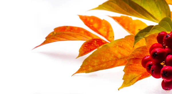 Red and yellow maple leaves on a white background. When the leav — Stock Photo, Image