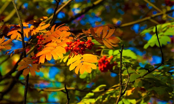 Herbstlandschaftsfotografie, Eberesche in voller Schönheit, illum — Stockfoto