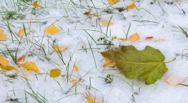İlk kar, geç sonbahar, sonbahar kar üzerinde bırakır. Kar yağışı
