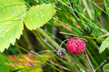 Makro fotoğrafçılığın yaz fotoğrafları, çilekli vahşi yaşam. sw