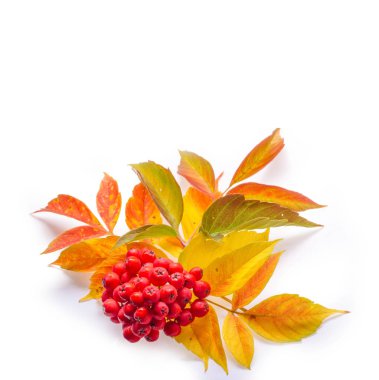 beyaz bir arka plan üzerinde kırmızı ve sarı akçaağaç yaprakları. Ne zaman leav