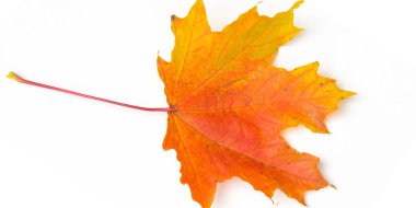 Doku arka planı, desen. Sonbahar renkli akçaağaç yaprakları. Akçaağaç