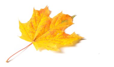 Sonbahar resmi, sonbahar akçaağaç yaprakları, beyaz torba üzerinde yaprak.