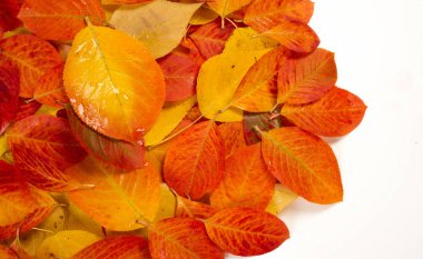 doku, arka plan, desen, sonbahar yaprakları, parlak doymuş co