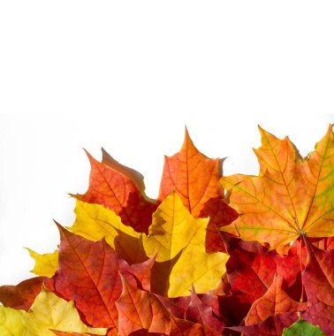 beyaz bir arka plan üzerinde kırmızı ve sarı akçaağaç yaprakları. Ne zaman leav