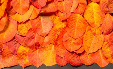 doku, arka plan, desen, sonbahar yaprakları, parlak doymuş co