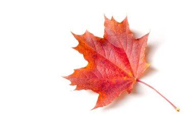 Sonbahar resmi, sonbahar akçaağaç yaprakları, beyaz torba üzerinde yaprak.