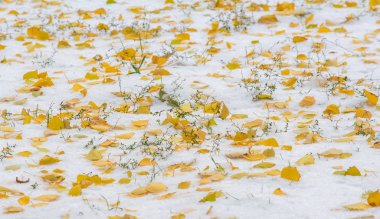 Sezonun ilk karını gece boyunca aldık.