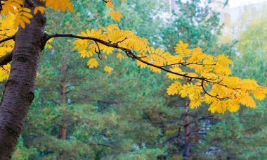 Sonbahar manzara fotoğrafçılığı, tam güzellikte dağ külleri, illum