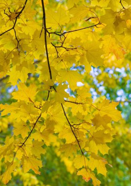 Fotoğrafçılık Sonbahar manzara, Akçaağaç ağacı veya kulplu çalı 
