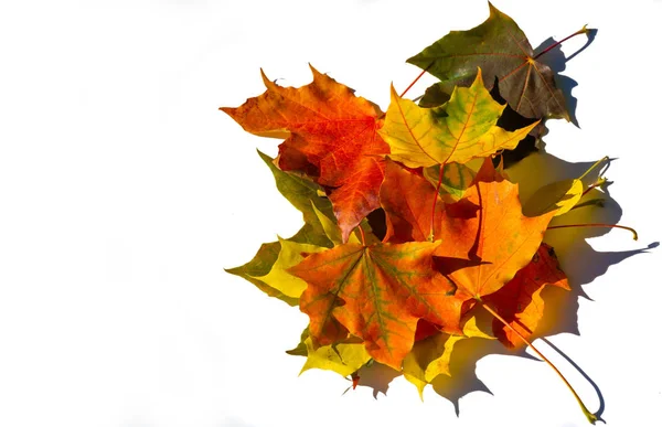 Rote und gelbe Ahornblätter auf weißem Hintergrund. wenn das Blatt — Stockfoto