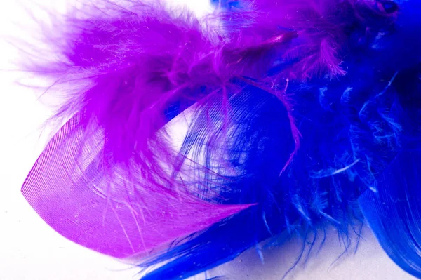 Texture, fond, dessin. oiseau de plumes peint en bleu. Une vague — Photo