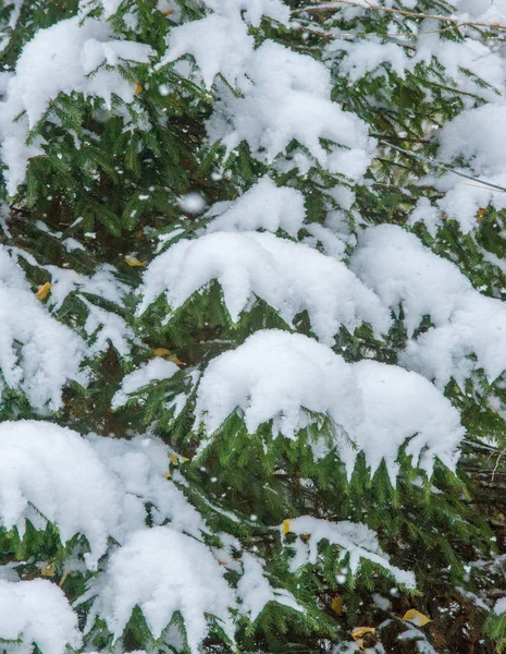 Wir bekamen den ersten Schnee der Saison in der Nacht und staubten — Stockfoto