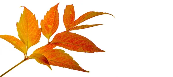 Red and yellow maple leaves on a white background. When the leav — Stock Photo, Image