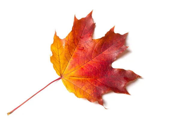 Pintura de otoño, Hojas de arce de otoño, Hoja solitaria sobre bac blanco — Foto de Stock