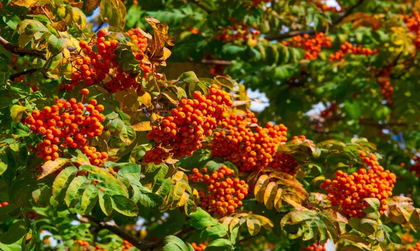 Herbstlandschaftsfotografie, Eberesche in voller Schönheit, illum — Stockfoto