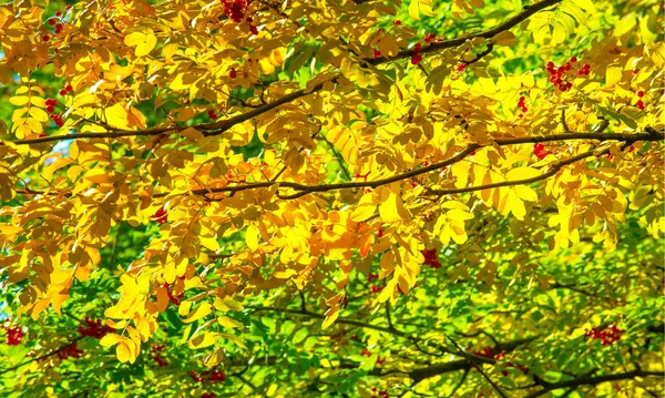 Jesienny krajobraz, popiół górski w pełnym pięknie, illum — Zdjęcie stockowe