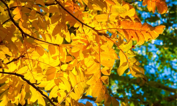 Herfst landschap fotografie, berg as in volle schoonheid, illum — Stockfoto