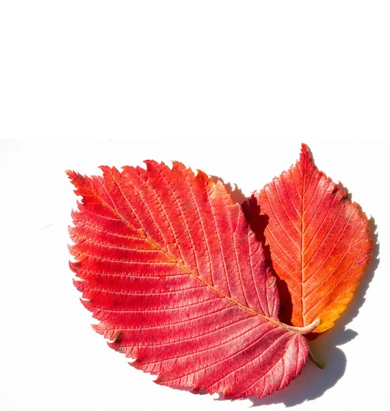 Hojas de arce rojo y amarillo sobre un fondo blanco. Cuando la hoja — Foto de Stock