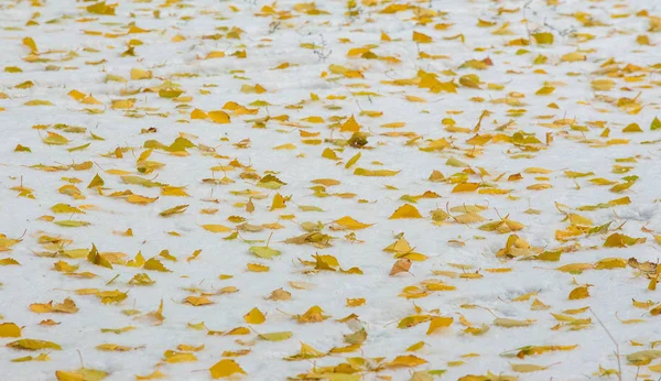 Wir bekamen den ersten Schnee der Saison in der Nacht und staubten — Stockfoto