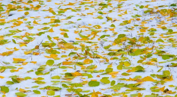 De eerste sneeuw, late herfst, herfst bladeren op de sneeuw. Sneeuwval — Stockfoto