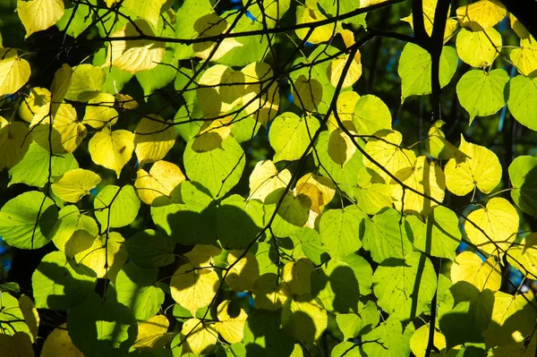 Autumn landscape, Autumn leaves with the blue sky background, Ye — Stock Photo, Image