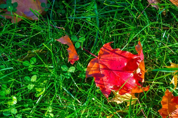 Autumn photography, red-yellow leaves on the lawn. This beauty-f — Stock Photo, Image