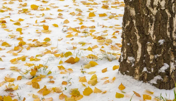 Tuvimos nuestra primera nieve de la temporada durante la noche, desempolvando —  Fotos de Stock