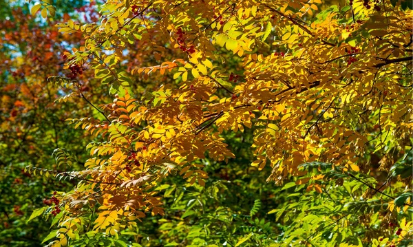 Automne photographie de paysage, frêne de montagne en pleine beauté, illum — Photo