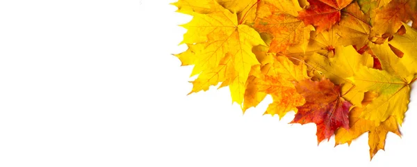 秋の絵画、秋のカエデの葉、異なる色。黄色, — ストック写真