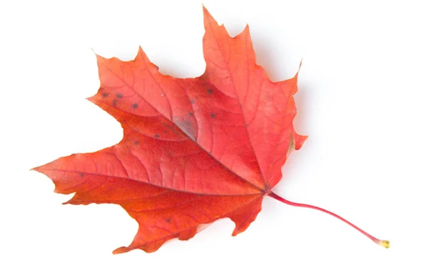 Textur bakgrund, mönster. Höstens färgglada lönnlöv. Lönn — Stockfoto