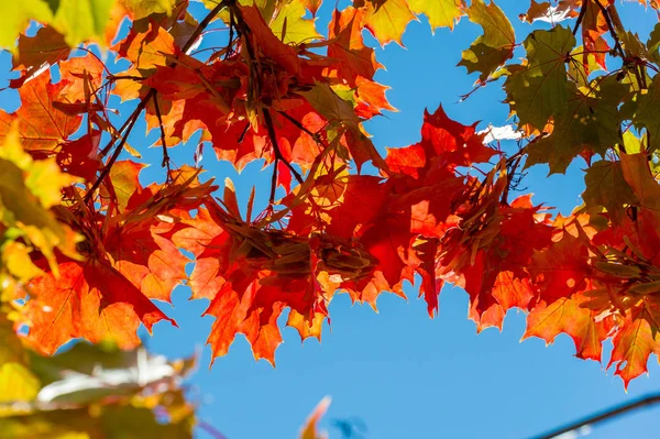 Autumn landscape, Autumn leaves with the blue sky background, Ye