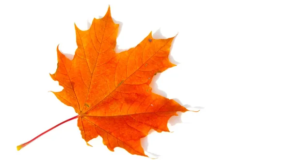 Textur bakgrund, mönster. Höstens färgglada lönnlöv. Lönn — Stockfoto