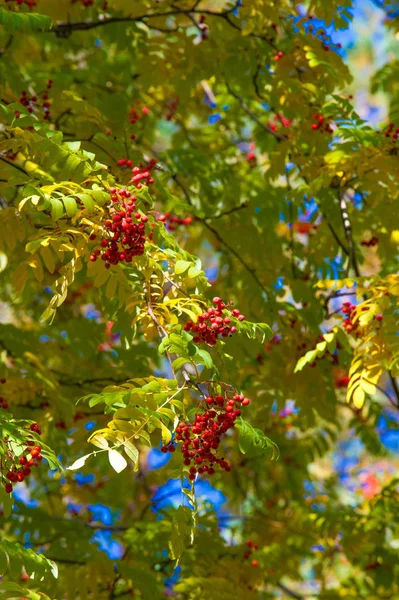 Sonbahar manzara fotoğrafçılığı, tam güzellikte dağ külleri, illum — Stok fotoğraf