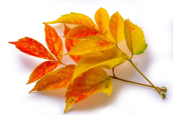 Red and yellow maple leaves on a white background. When the leav — Stock Photo, Image