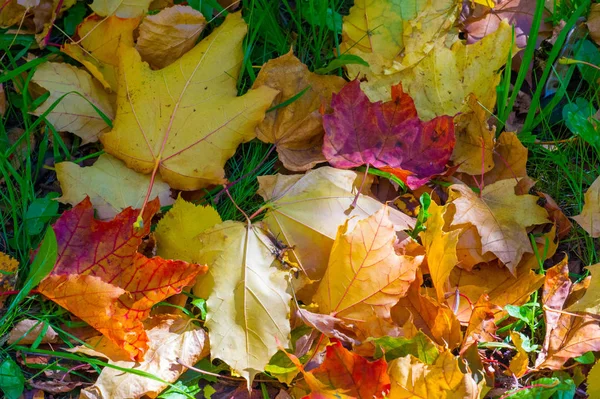 Photographie d'automne, feuilles rouge-jaune sur la pelouse. Cette beauté-f — Photo