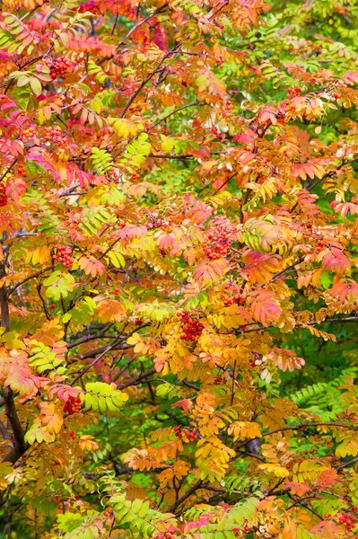 가을 풍경 사진, 완전 한 아름다움의 산재, 일 럼 — 스톡 사진