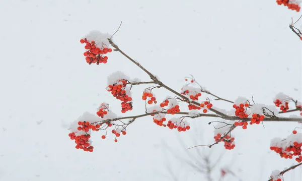 Jesienny krajobraz fotografii, pierwszy śnieg spadł na otręby — Zdjęcie stockowe