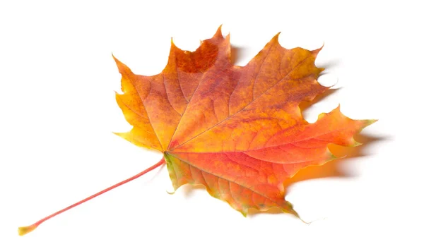 Pintura de otoño, Hojas de arce de otoño, Hoja solitaria sobre bac blanco — Foto de Stock