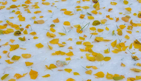 Tuvimos nuestra primera nieve de la temporada durante la noche, desempolvando —  Fotos de Stock